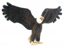 Американский орел 70 см