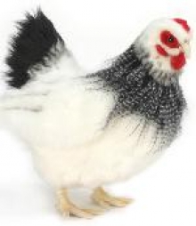 Курица французской породы 30 см
